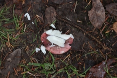 Russula versicolor