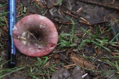 Russula versicolor
