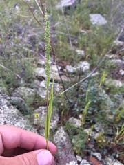 Setaria grisebachii
