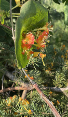 Lonicera hirsuta