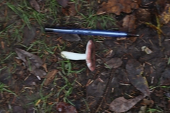 Russula versicolor