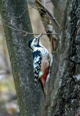 Dendrocopos leucotos