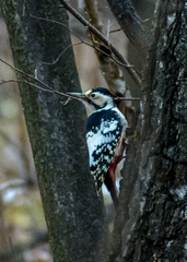 Dendrocopos leucotos