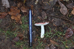 Russula versicolor