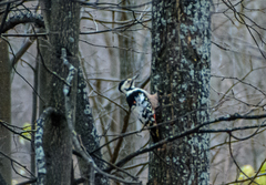 Dendrocopos leucotos