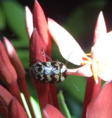 Cryptocephalus leucomelas