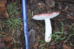 Russula versicolor