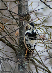 Dendrocopos leucotos
