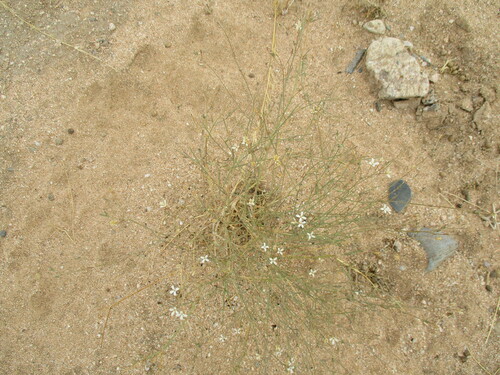 Image of Kohautia caespitosa by no rights reserved