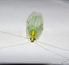 Leucochrysa insularis