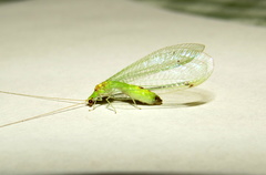 Leucochrysa insularis