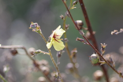 Verbascum blattaria