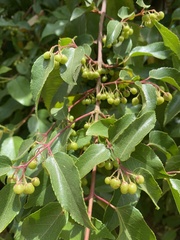 Aristotelia chilensis