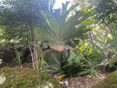 Platycerium superbum