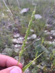 Setaria grisebachii