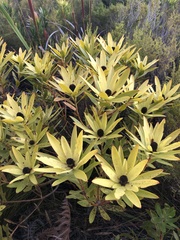 Leucadendron gandogeri