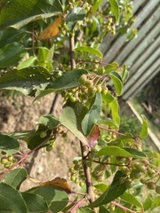 Aristotelia chilensis