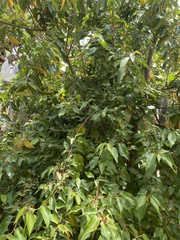 Aristotelia chilensis