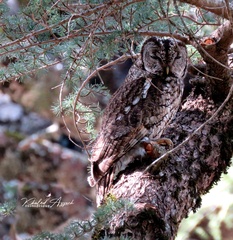 Strix mauritanica