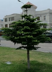 Araucaria heterophylla