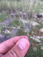 Dalea filiformis