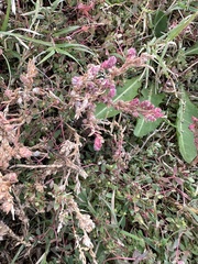 Euphorbia vermiculata