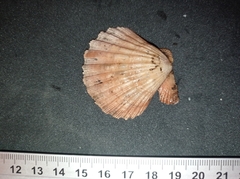 Aequipectinini