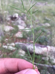 Dalea filiformis