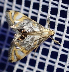 Nymphicula