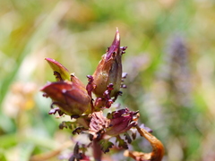 Pedicularis rostratocapitata