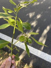 Prunus amygdalus