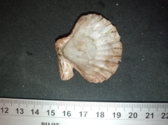 Aequipectinini