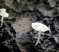 Mycena tenerrima
