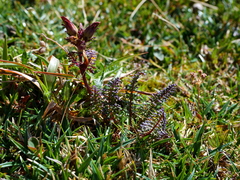 Pedicularis rostratocapitata