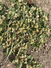 Guilleminea densa