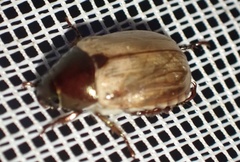 Anomala brachycaula
