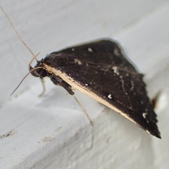 Adrapsa ablualis