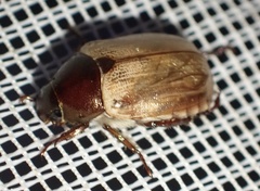 Anomala brachycaula