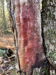 Fomitiporia punctata