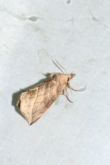 Calyptra canadensis
