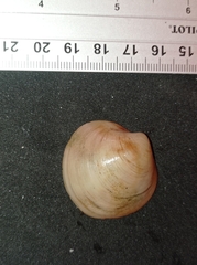 Cyclinella