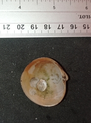 Cyclinella