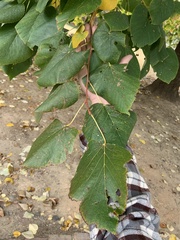 Tilia americana