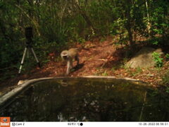 Chlorocebus pygerythrus