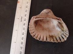 Larkinia grandis