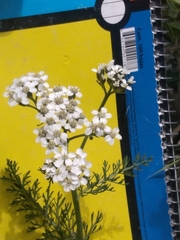 Achillea millefolium
