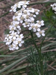 Achillea millefolium