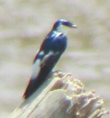 Tachycineta albiventer