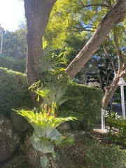 Platycerium superbum