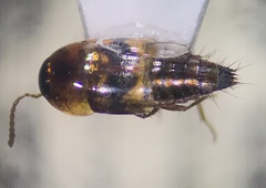 Tachyporinae